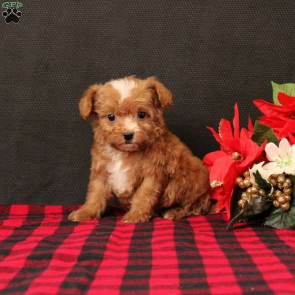 Gandolph, Maltipoo Puppy